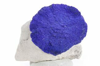 Vibrant Blue Azurite Sun on Siltstone - Australia #361136