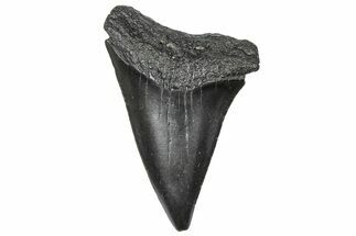 Fossil Broad-Toothed Mako Tooth - South Carolina #360869