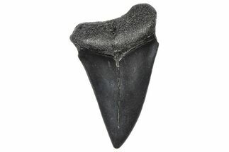 Fossil Broad-Toothed Mako Tooth - South Carolina #360885