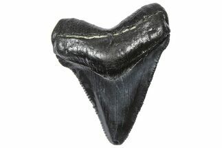 Serrated Chubutensis Tooth - Megalodon Ancestor #360920