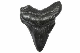 Serrated Angustidens Tooth - Megalodon Ancestor #360921