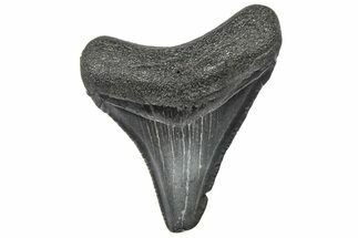 Serrated, Juvenile Megalodon Tooth - South Carolina #360927