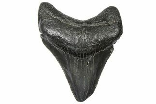 Serrated, Juvenile Megalodon Tooth - South Carolina #360928