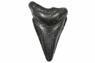 Serrated, Juvenile Megalodon Tooth - South Carolina #360929