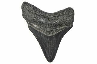 Serrated, Juvenile Megalodon Tooth - South Carolina #360930