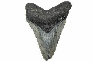Serrated, Juvenile Megalodon Tooth - South Carolina #360931