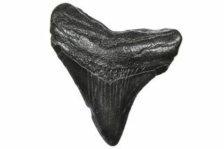 Juvenile Megalodon Tooth - South Carolina #360932