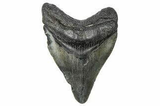 Juvenile Megalodon Tooth - South Carolina #360933