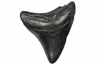 Juvenile Megalodon Tooth - South Carolina #360934