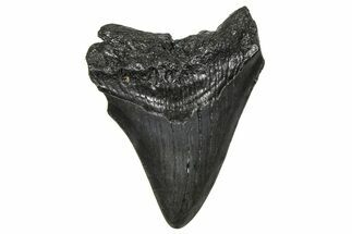 Juvenile Megalodon Tooth - South Carolina #360935