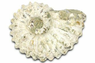 Bumpy Ammonite (Douvilleiceras) Fossil - Madagascar #361131