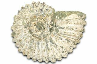 Bumpy Ammonite (Douvilleiceras) Fossil - Madagascar #361132