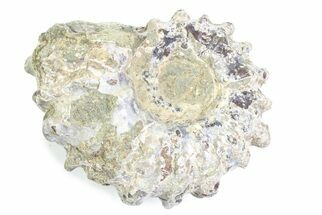 Bumpy Ammonite (Douvilleiceras) Fossil - Madagascar #361184