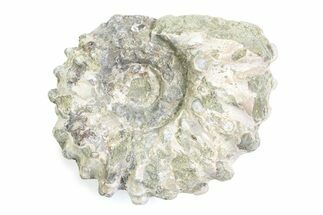 Bumpy Ammonite (Douvilleiceras) Fossil - Madagascar #361200