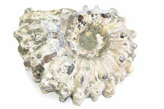 Bumpy Ammonite (Douvilleiceras) Fossil - Madagascar #361201