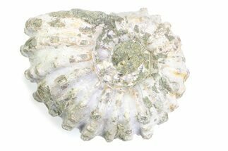 Bumpy Ammonite (Douvilleiceras) Fossil - Madagascar #361203