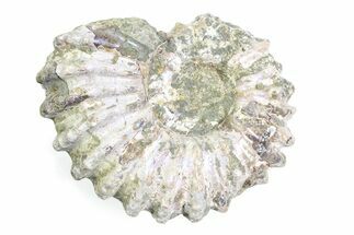 Bumpy Ammonite (Douvilleiceras) Fossil - Purple Iridescence #361204