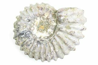 Bumpy Ammonite (Douvilleiceras) Fossil - Madagascar #361216