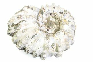 Bumpy Ammonite (Douvilleiceras) Fossil - Madagascar #361217