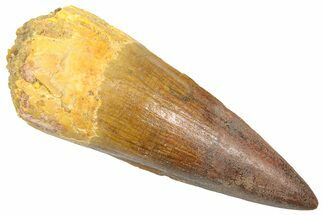 Fossil Spinosaurus Tooth - Restored Tip #361270