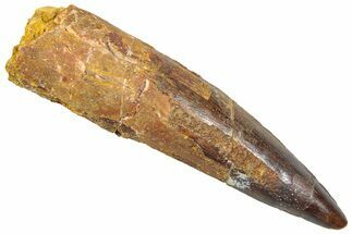 Fossil Spinosaurus Tooth - Real Dinosaur Tooth #361281