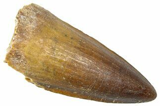 Fossil Spinosaurus Tooth - Real Dinosaur Tooth #361284