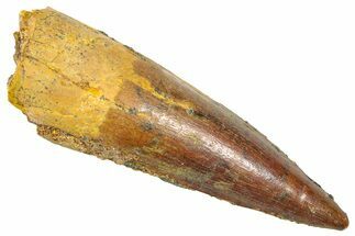 Fossil Spinosaurus Tooth - Real Dinosaur Tooth #361292