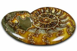 Polished Fossil Ammonite Dish - Madagascar #361354