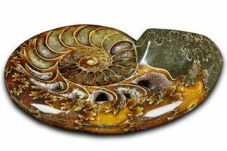 Polished Fossil Ammonite Dish - Madagascar #361358
