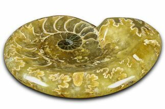 Polished Fossil Ammonite Dish - Madagascar #361360