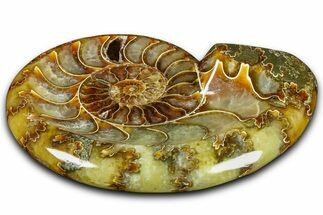 Polished Fossil Ammonite Dish - Madagascar #361364