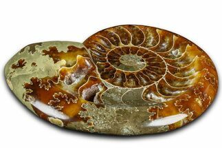 Polished Fossil Ammonite Dish - Madagascar #361369