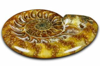 Polished Fossil Ammonite Dish - Madagascar #361371