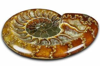Polished Fossil Ammonite Dish - Madagascar #361373