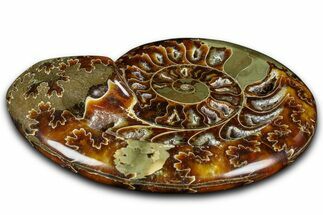 Polished Fossil Ammonite Dish - Madagascar #361375