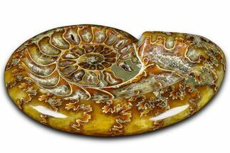 Polished Fossil Ammonite Dish - Madagascar #361379