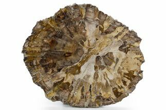 Polished Petrified Wood (Araucaria) Round - Madagascar #361326