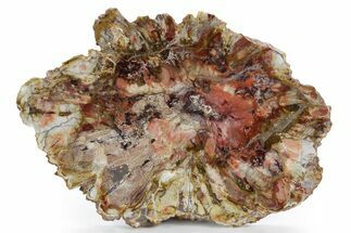 Colorful Petrified Wood Slab - Weird Grain Patterns #361328