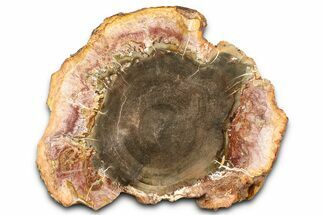 Beautiful Petrified Wood (Araucaria) Slab - Madagascar #361466