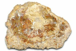 Beautiful Petrified Wood (Araucaria) Slab - Madagascar #361467