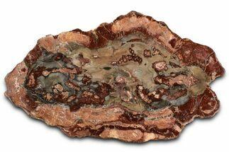 Beautiful Petrified Wood (Araucaria) Slab - Madagascar #361470