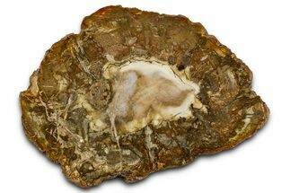 Beautiful Petrified Wood (Araucaria) Slab - Madagascar #361473
