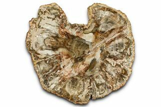 Beautiful Petrified Wood (Araucaria) Slab - Madagascar #361474