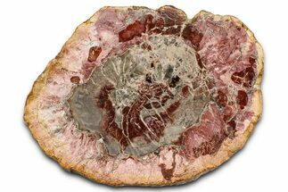 Beautiful Petrified Wood (Araucaria) Slab - Madagascar #361481