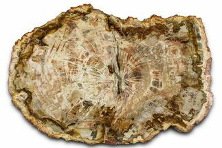 Beautiful Petrified Wood (Araucaria) Slab - Madagascar #361501