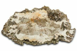 Beautiful Petrified Wood (Araucaria) Slab - Madagascar #361508