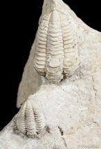 Double Calymene Celebra Trilobite #3008