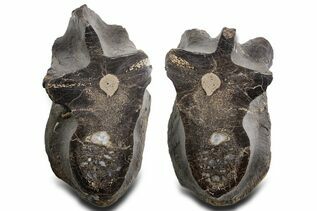 Dinosaur Fossils For Sale