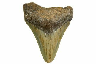 Juvenile Megalodon Tooth - North Carolina #361673