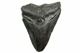 Juvenile Megalodon Tooth - North Carolina #361674
